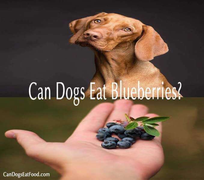 Can dogs eat blueberries?